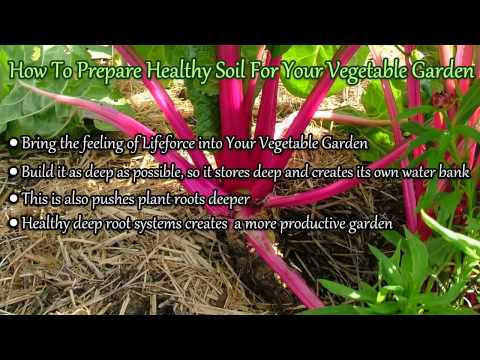 how to prepare a vegetable patch