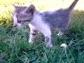 Gatito 1