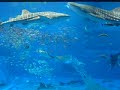 Okinawa Churaumi Aquarium Part9 (New Version)