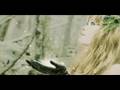 Wings of Heart / Ragdoll