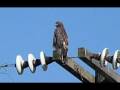 videos de Crows Vs Bird of Prey