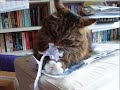 Ernesto the shredder cat Ernesto the shredder cat