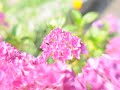 k�j�-n�-tsuki hydrangea animation [2]