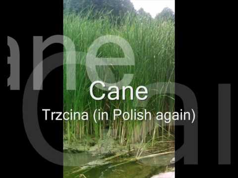 Polish language