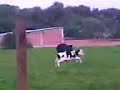golpeando vaca