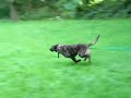Trace de hollandse herder (stokaanval)