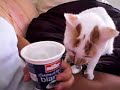 Gatto lecca yogurth Gatto lecca yogurth