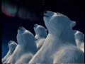 Coca Cola Bears Coca Cola Bears