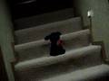 attack of the dog called grandma