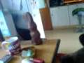 Elliot eats choclate bunny on the morning of easter just before doing parkour
