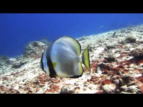 See video