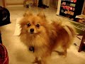 babydoll-practicing-his-moonwalk.html