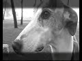sos galgos sanchez 