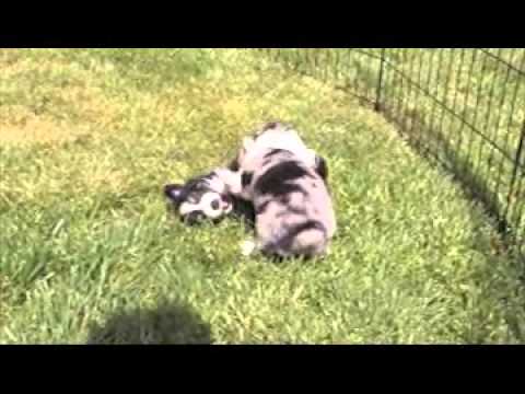 Skidmoremini.com Puppy WrestleMainia