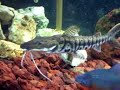 redtail \"Shamu\" tiger shovel nose catfish red devil. 220gal