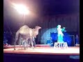 los tachuelas fantasia arabe