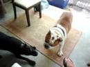 Jackson and Gunner