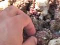 Seaweeds & invertebrates of the SW Gulf of Mexico, Pt. 2