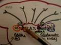 CNS Pharmacology Introduction