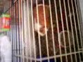 Video 0064