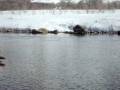 Fly Fishing Utah's Provo River Risers with Stonybrook Fly Fishing Consultants