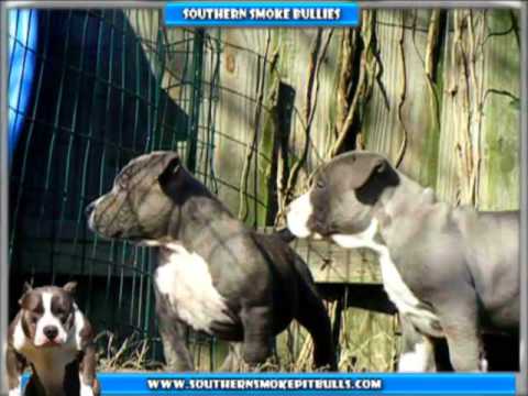 black nose pitbull