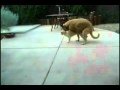 удивленный котэ, есть от чего.mp4