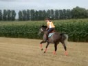 Esprit op de stoppel-even crossen op het veld(aug 2008)