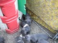 Puppies from Arek eating paunch for the first time (part 2) Puppies from Arek eating paunch for the first time (part 2)