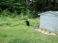 bear in the backyard