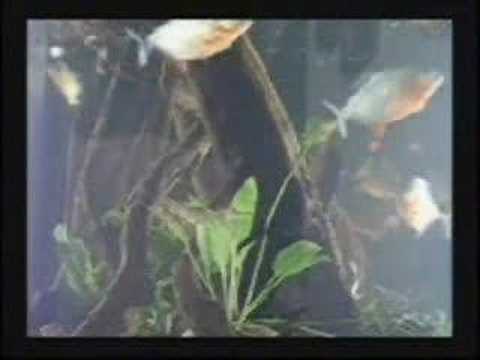 Dutch Piranhas