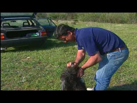 perro de agua español