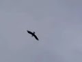 raven