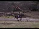 Arral and me riding in the woods of Vilsteren, NL.