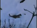 Mountain Lion Hunt Mountain Lion Hunt