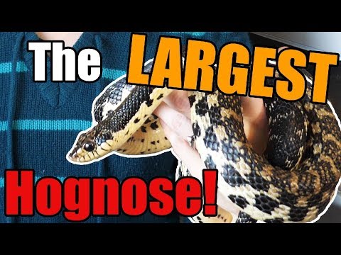 YouTube reptile video