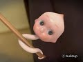 ??????????????? ???????????????