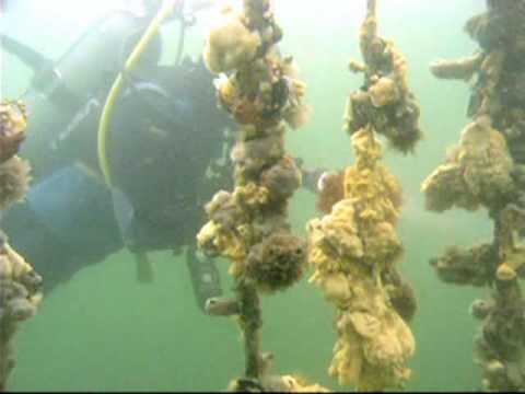 Diving Zeeland