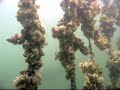 Diving Zeeland Diving Zeeland