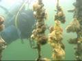 Diving Zeeland