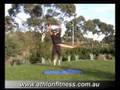 Exercise-Video-Squat
