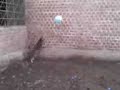 PERRO COME GLOBOS