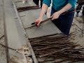 Нарезка и подготовка подвоя на столе