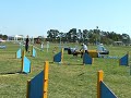 un regalito en una pista de grado 2 en la Nacional de agilit
