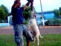 pit bull training saddan 1 pit bull training saddan 1