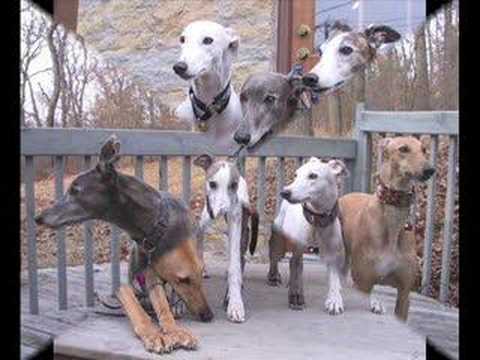 greyhound
