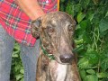 Greyhounds