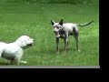 django plays keep-away django plays keep-away