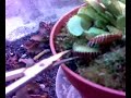 La mia carnivora divora una mosca - (Dionaea muscipula)