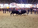 COMBATS DE VACHES